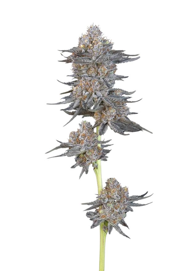 Cookies N Cream — Solar Farm exclusive indoor cannabis flower, Indica, ~30% THC