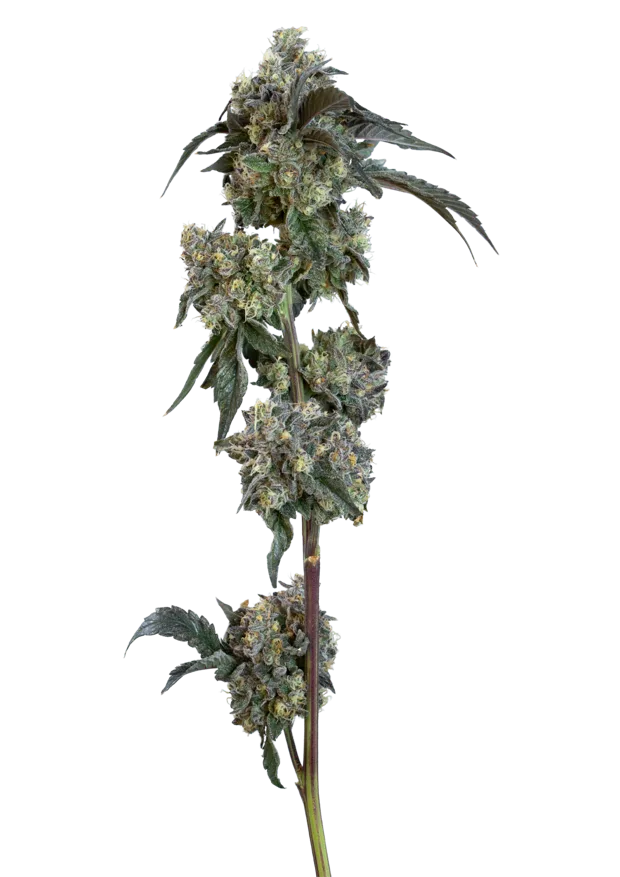 GMO × Gelato 41 — Solar Farm exclusive indoor cannabis flower, Hybrid, ~24% THC