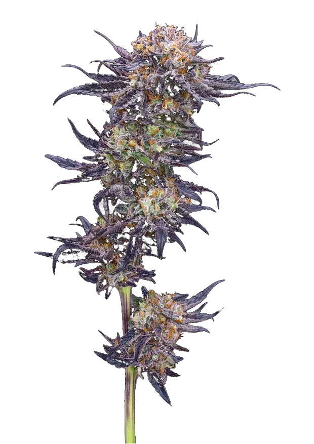Rainbow Beltz × Lemon Cherry Gelato cannabis flower at Solar Farm — B Good Cannabis Cup 2026 Audience Choice, 2nd place, 8.5 average score