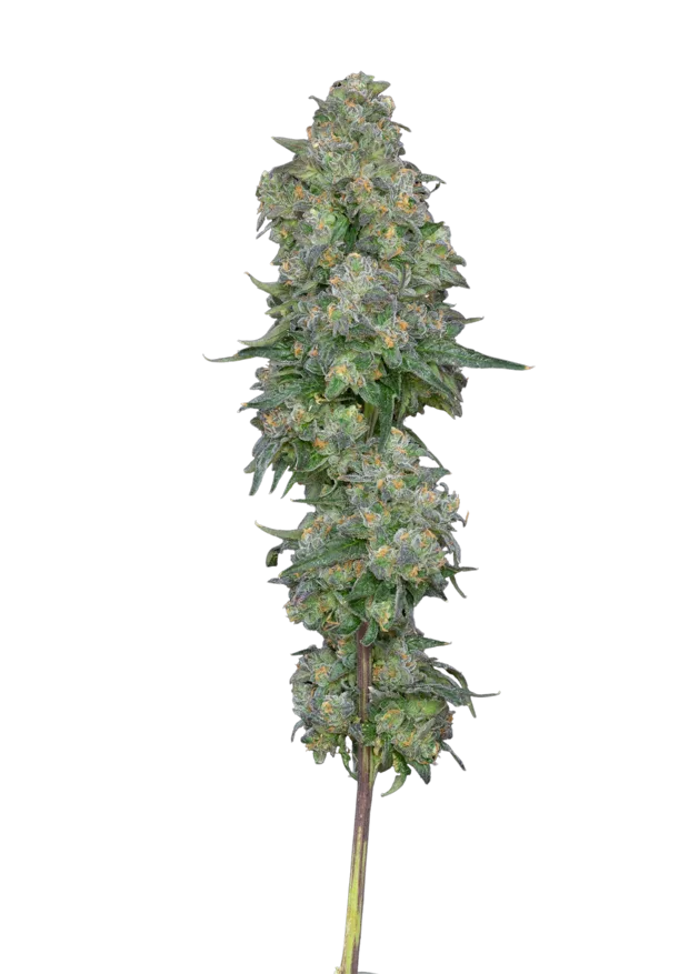 RS11 × OG — Solar Farm exclusive indoor cannabis flower, Hybrid, ~24% THC