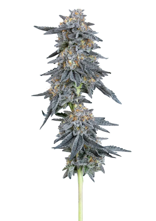 Zushi Bomb — Solar Farm exclusive indoor cannabis flower, Hybrid, ~30% THC