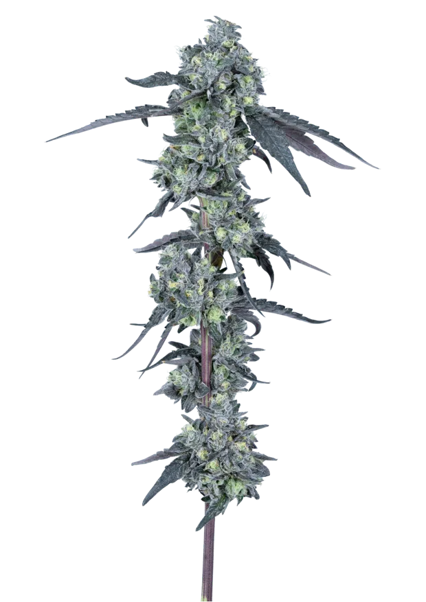 Zushi × Oreoz — Solar Farm exclusive indoor cannabis flower, Indica, ~27% THC