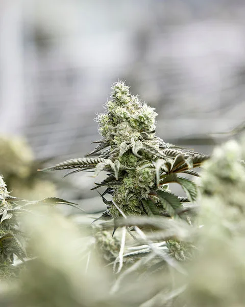 Close-up of a frosted indoor cannabis flower with dense trichomes at Solar Farm Thailand