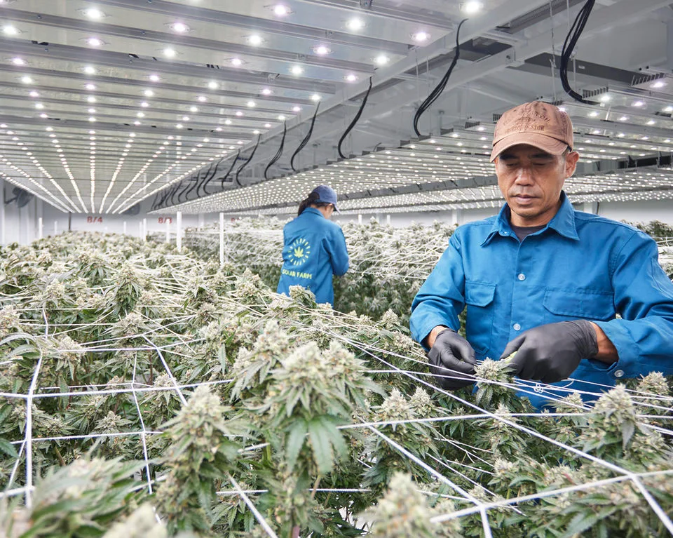 Two Solar Farm growers tending a canopy of flowering cannabis under LED grow lights indoors