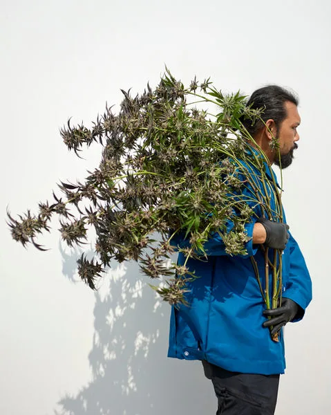Solar Farm worker carrying a freshly harvested cannabis plant over his shoulder