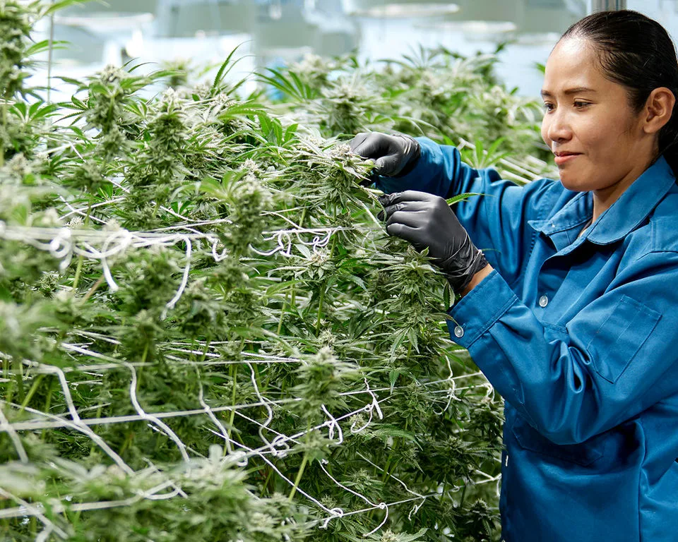 Solar Farm grower in gloves inspecting trellised flowering cannabis plants indoors